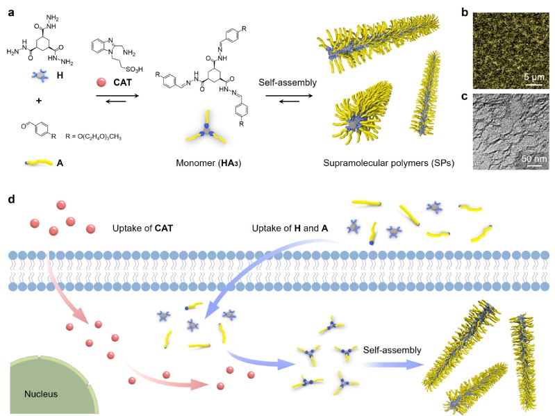 a74698eb-60cb-4869-94a4-17a209b4e59c