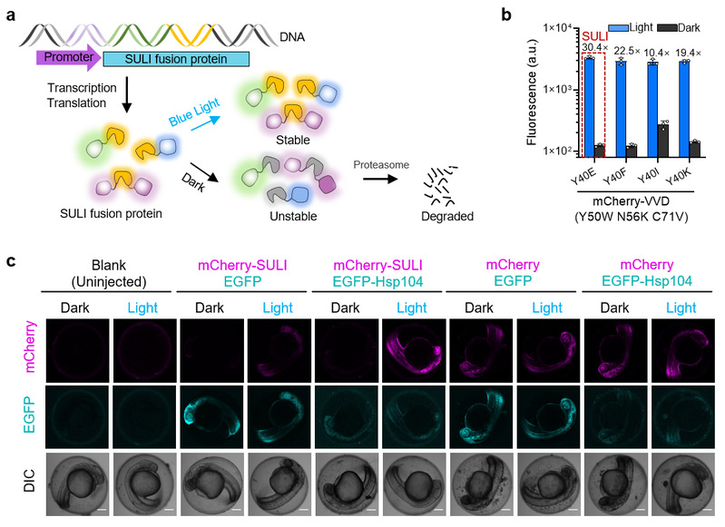 33775aef-ba17-4257-a99b-0c66e9220114